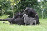 CANE CORSO 1291